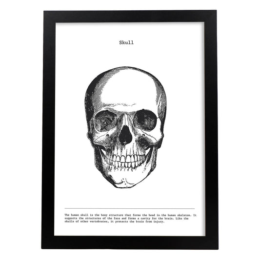 Posters de anatomía en blanco y negro con imágenes del cuerpo humano. Láminas de "Cráneo". .-Artwork-Nacnic-A4-Marco Negro-Nacnic Estudio SL