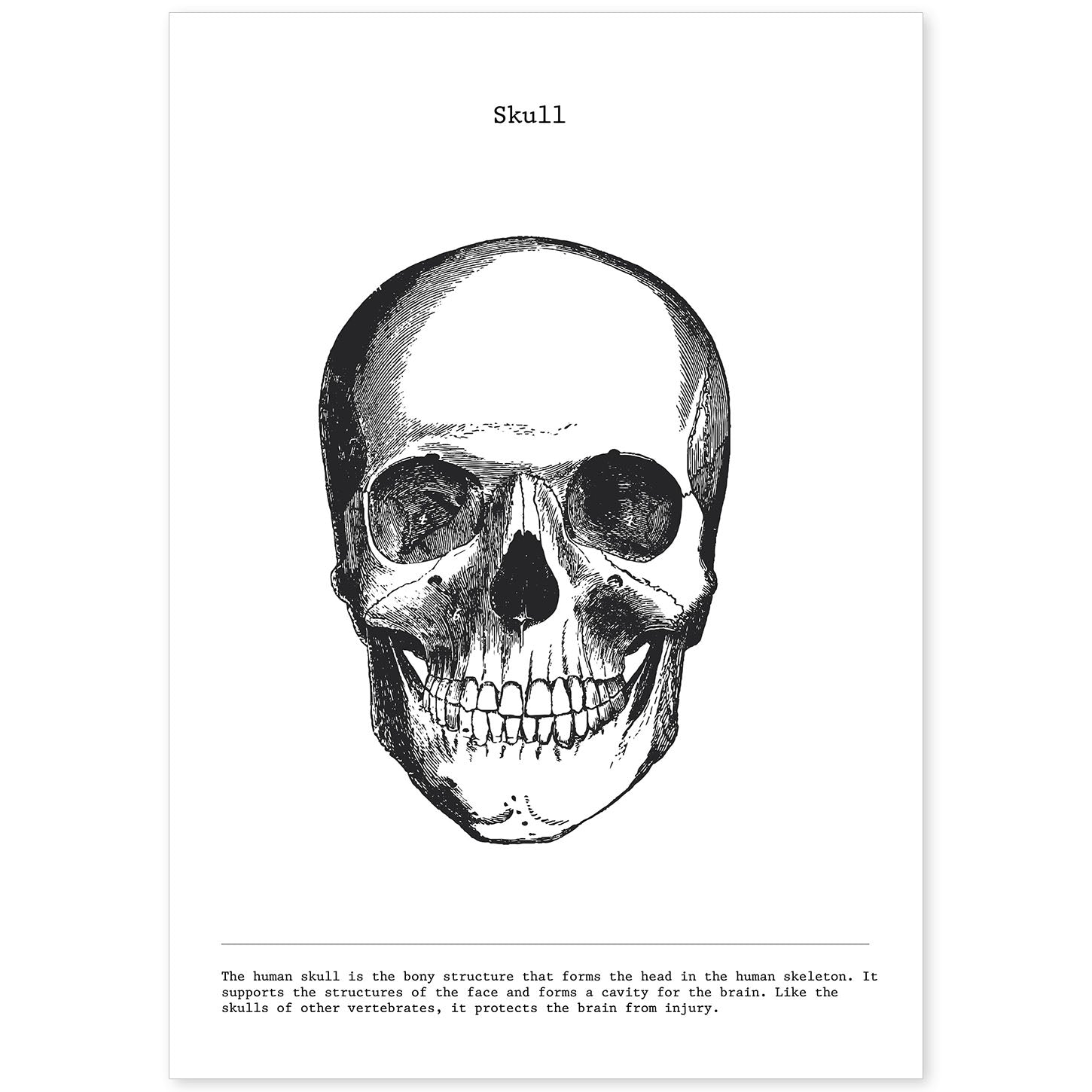 Posters de anatomía en blanco y negro con imágenes del cuerpo humano. Láminas de "Cráneo". .-Artwork-Nacnic-A4-Sin marco-Nacnic Estudio SL