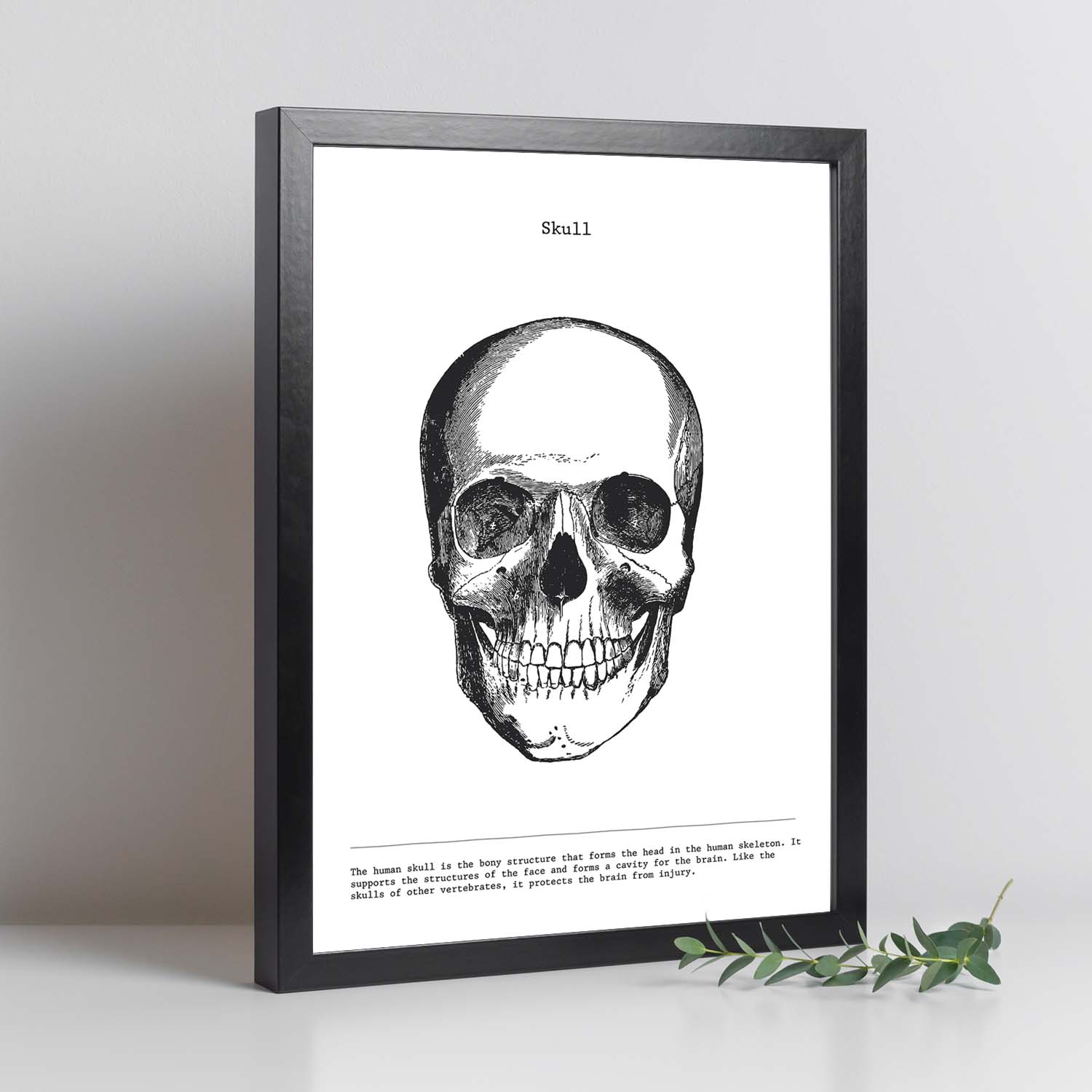Posters de anatomía en blanco y negro con imágenes del cuerpo humano. Láminas de "Cráneo". .-Artwork-Nacnic-Nacnic Estudio SL