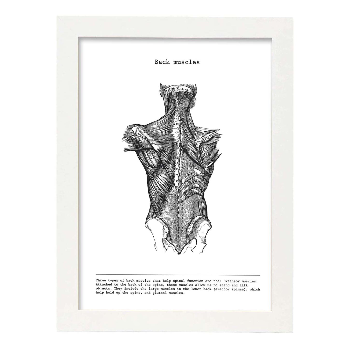 Posters de anatomía en blanco y negro con imágenes del cuerpo humano. Láminas de "Espalda". .-Artwork-Nacnic-A3-Marco Blanco-Nacnic Estudio SL