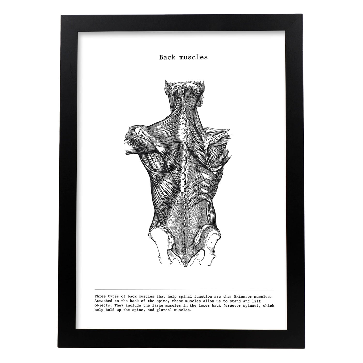 Posters de anatomía en blanco y negro con imágenes del cuerpo humano. Láminas de "Espalda". .-Artwork-Nacnic-A3-Marco Negro-Nacnic Estudio SL