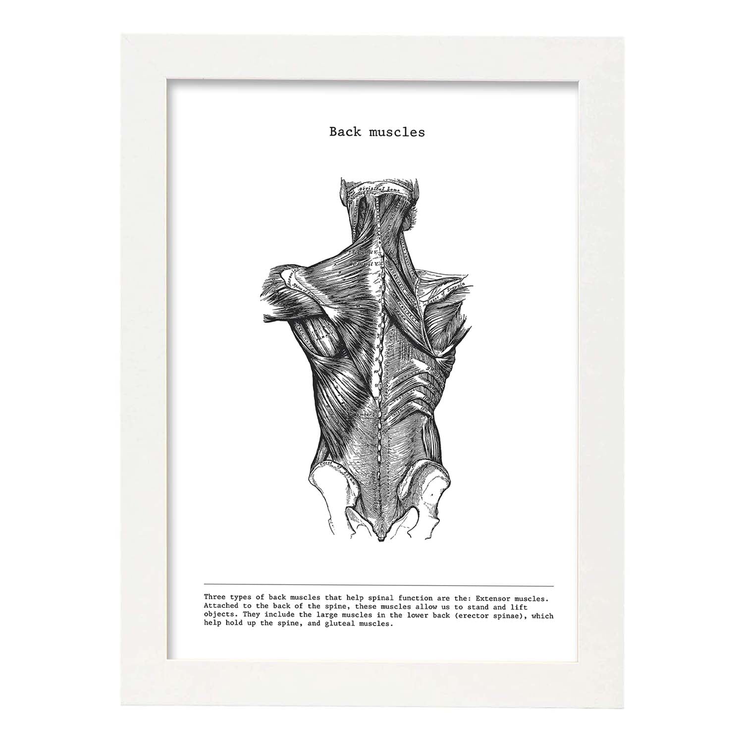 Posters de anatomía en blanco y negro con imágenes del cuerpo humano. Láminas de "Espalda". .-Artwork-Nacnic-A4-Marco Blanco-Nacnic Estudio SL