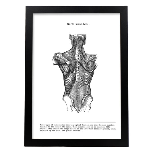 Posters de anatomía en blanco y negro con imágenes del cuerpo humano. Láminas de "Espalda". .-Artwork-Nacnic-A4-Marco Negro-Nacnic Estudio SL