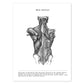 Posters de anatomía en blanco y negro con imágenes del cuerpo humano. Láminas de "Espalda". .-Artwork-Nacnic-A4-Sin marco-Nacnic Estudio SL
