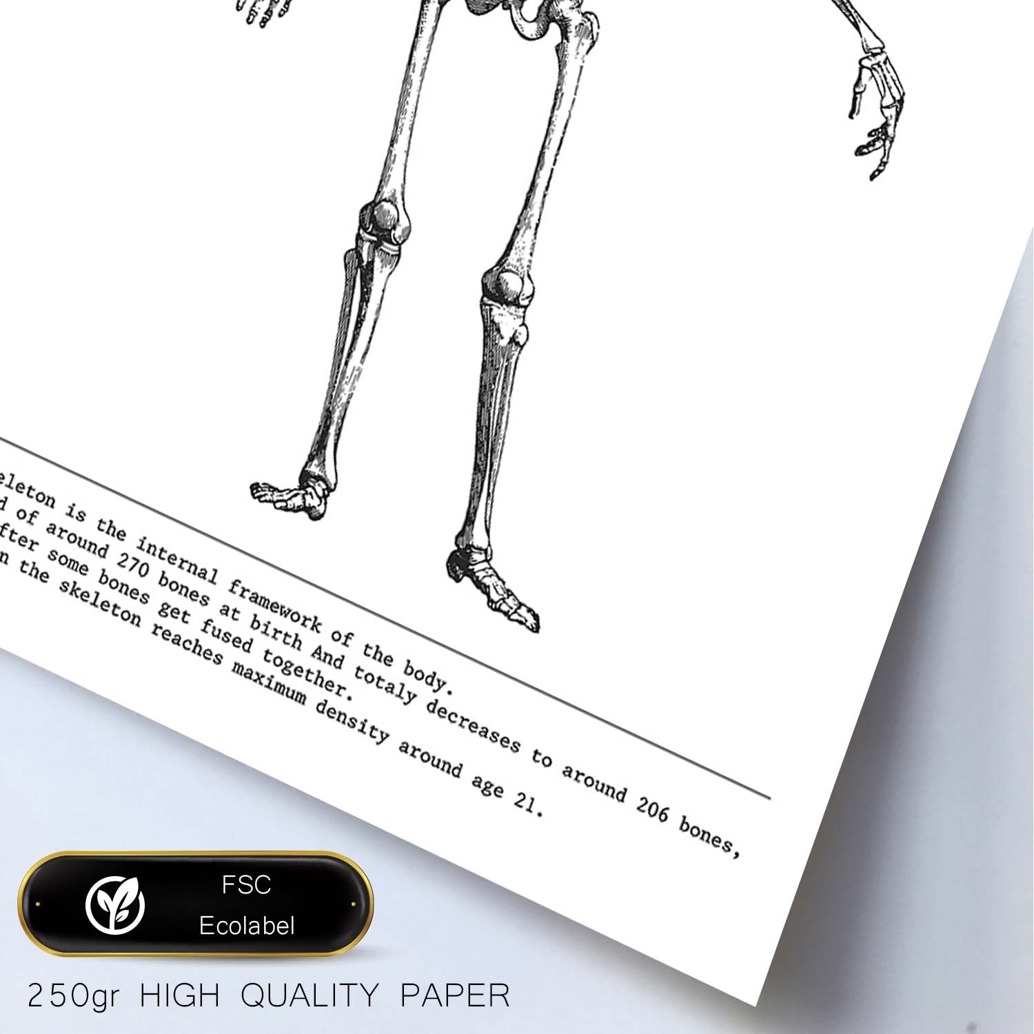 Posters de anatomía en blanco y negro con imágenes del cuerpo humano. Láminas de "Esqueleto". .-Artwork-Nacnic-Nacnic Estudio SL