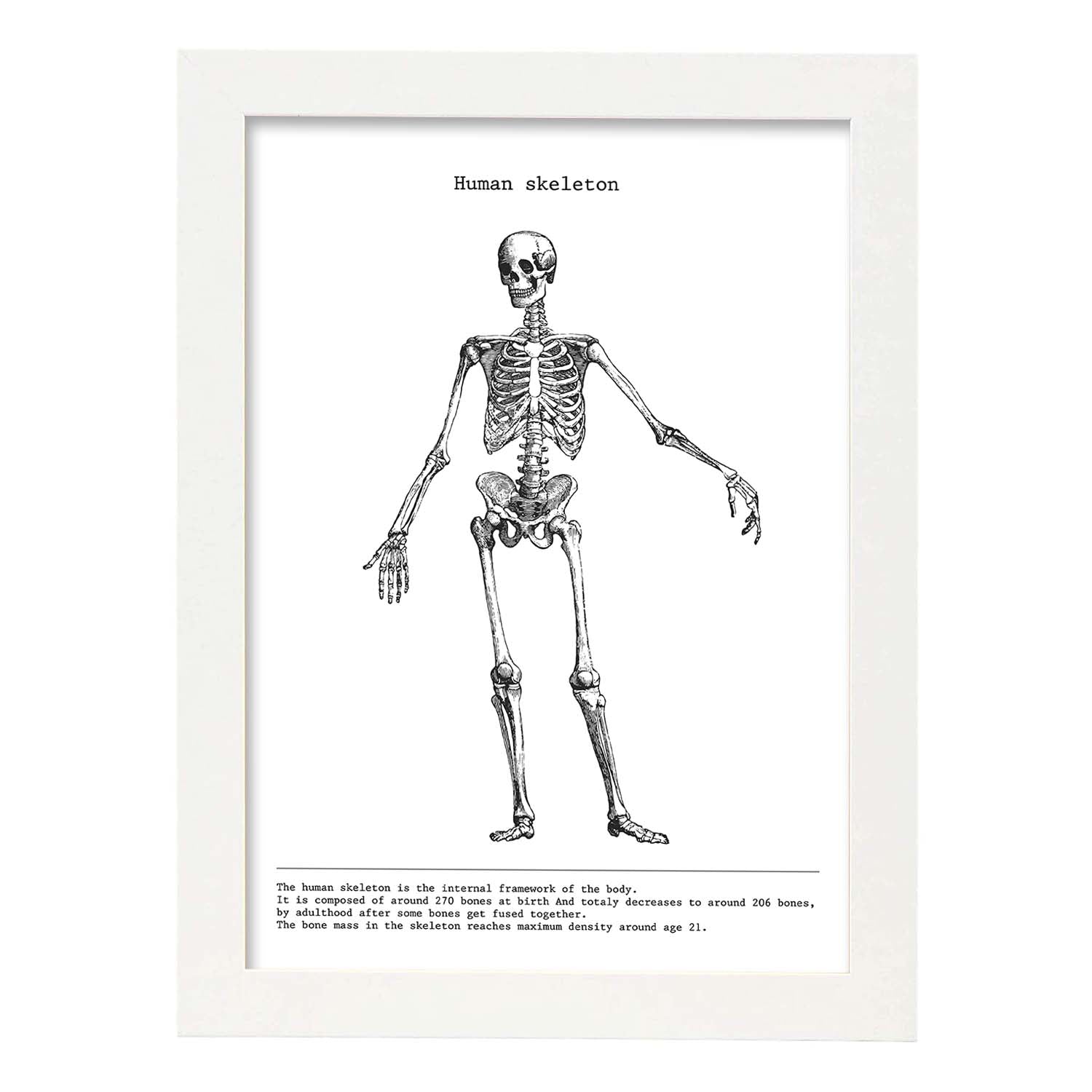 Posters de anatomía en blanco y negro con imágenes del cuerpo humano. Láminas de "Esqueleto". .-Artwork-Nacnic-A3-Marco Blanco-Nacnic Estudio SL
