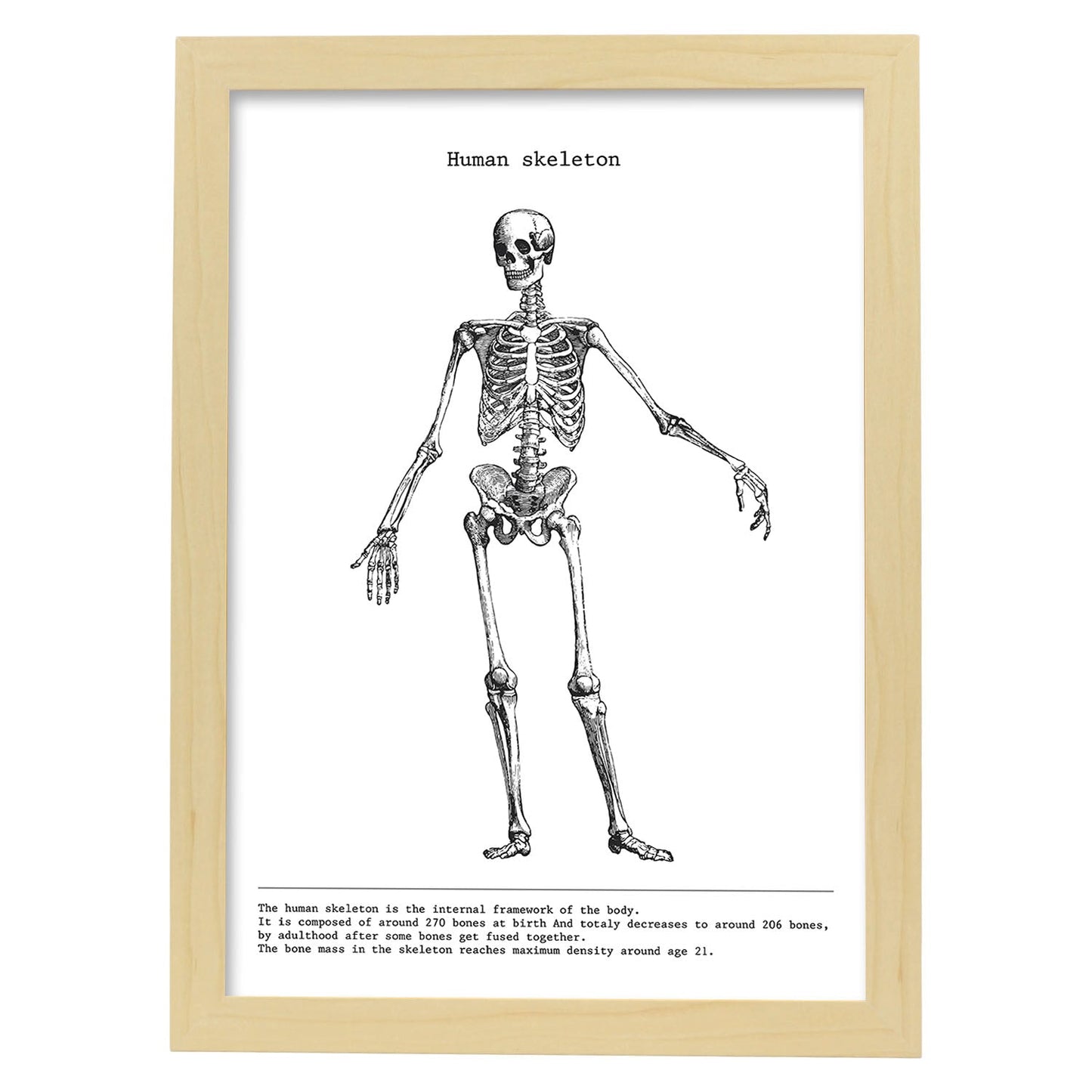 Posters de anatomía en blanco y negro con imágenes del cuerpo humano. Láminas de "Esqueleto". .-Artwork-Nacnic-A3-Marco Madera clara-Nacnic Estudio SL