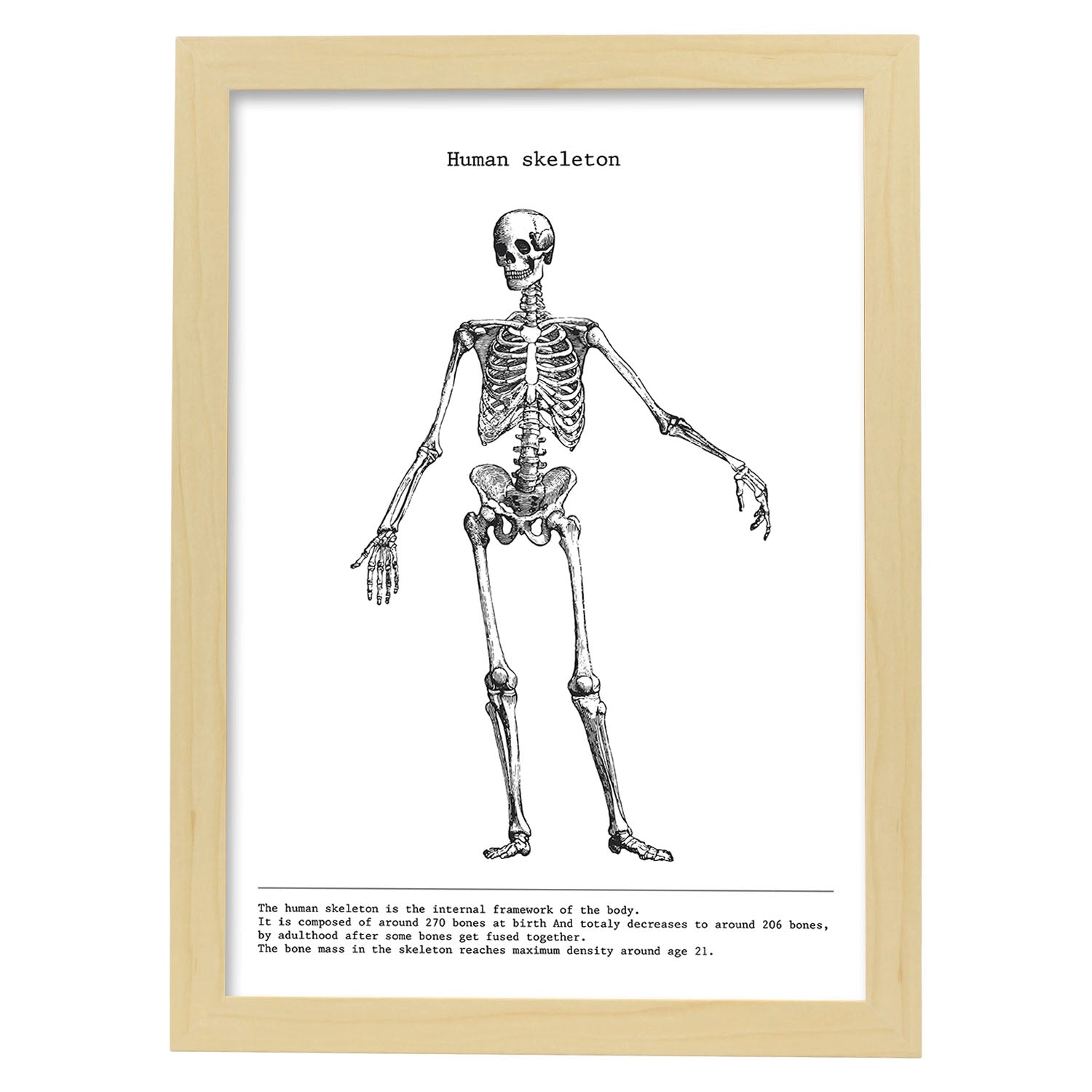 Posters de anatomía en blanco y negro con imágenes del cuerpo humano. Láminas de "Esqueleto". .-Artwork-Nacnic-A3-Marco Madera clara-Nacnic Estudio SL