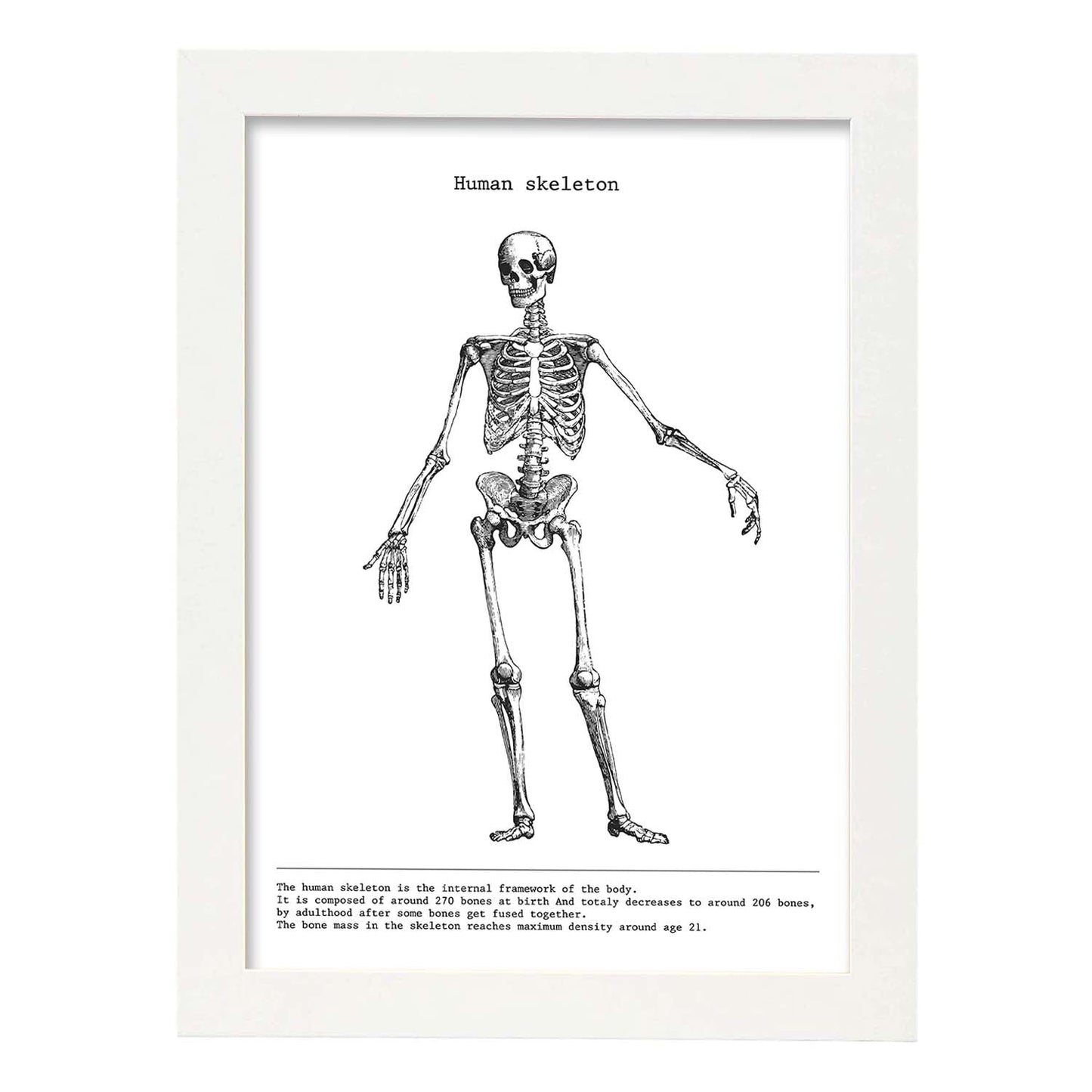 Posters de anatomía en blanco y negro con imágenes del cuerpo humano. Láminas de "Esqueleto". .-Artwork-Nacnic-A4-Marco Blanco-Nacnic Estudio SL