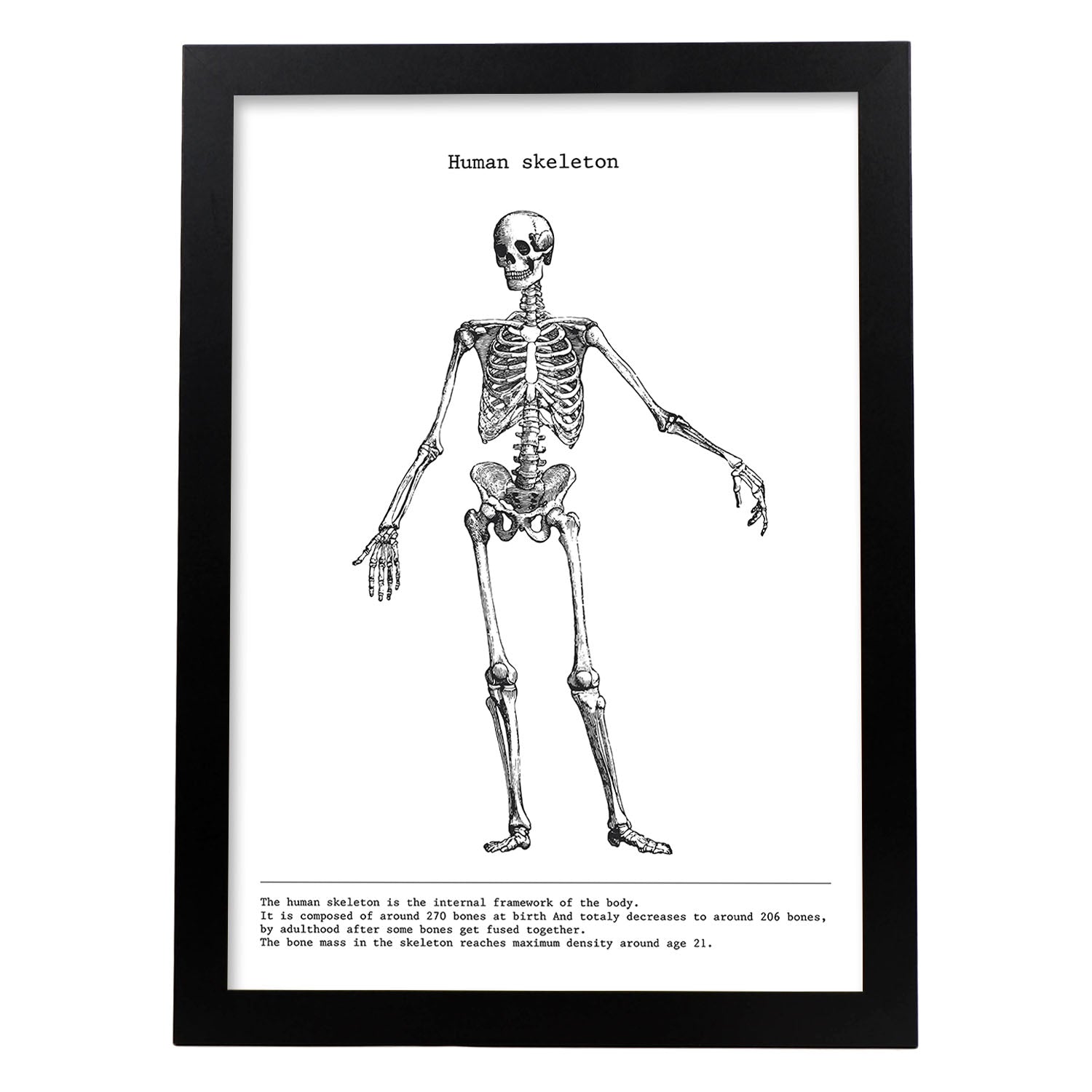 Posters de anatomía en blanco y negro con imágenes del cuerpo humano. Láminas de "Esqueleto". .-Artwork-Nacnic-A4-Marco Negro-Nacnic Estudio SL