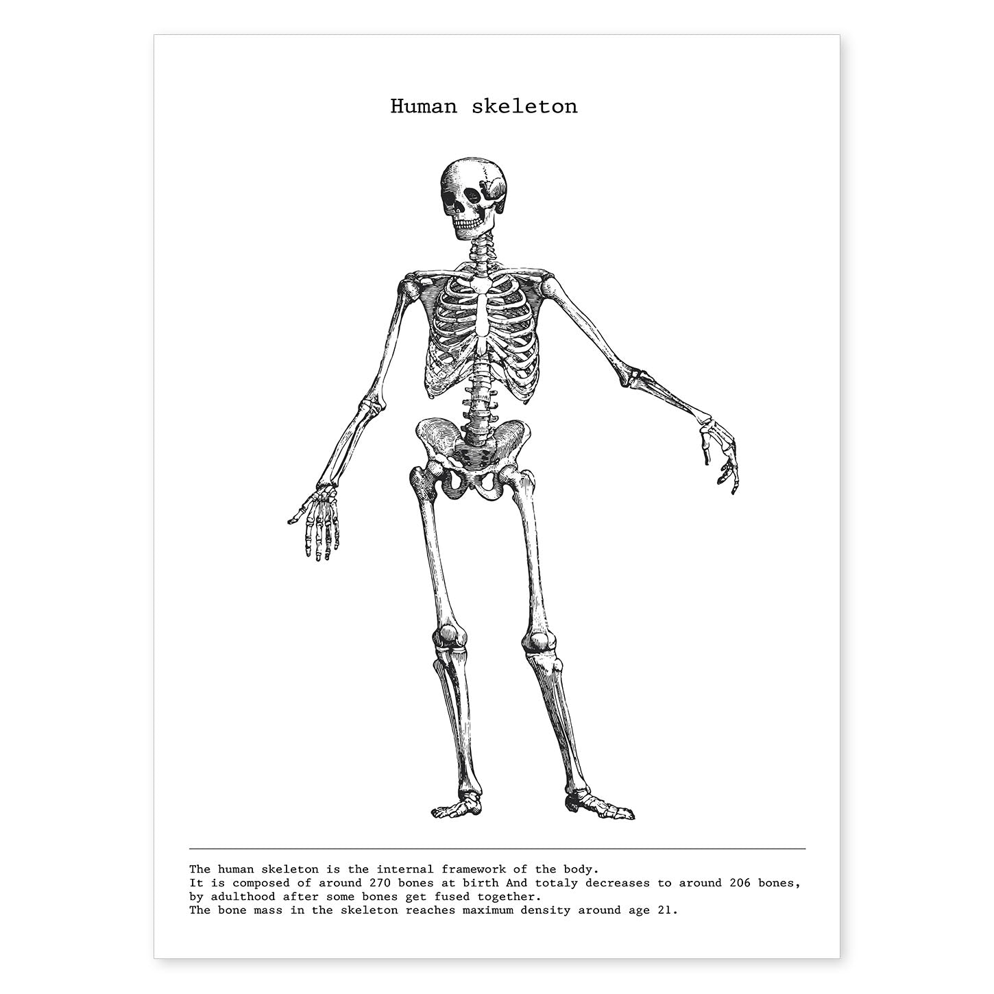 Posters de anatomía en blanco y negro con imágenes del cuerpo humano. Láminas de "Esqueleto". .-Artwork-Nacnic-A4-Sin marco-Nacnic Estudio SL