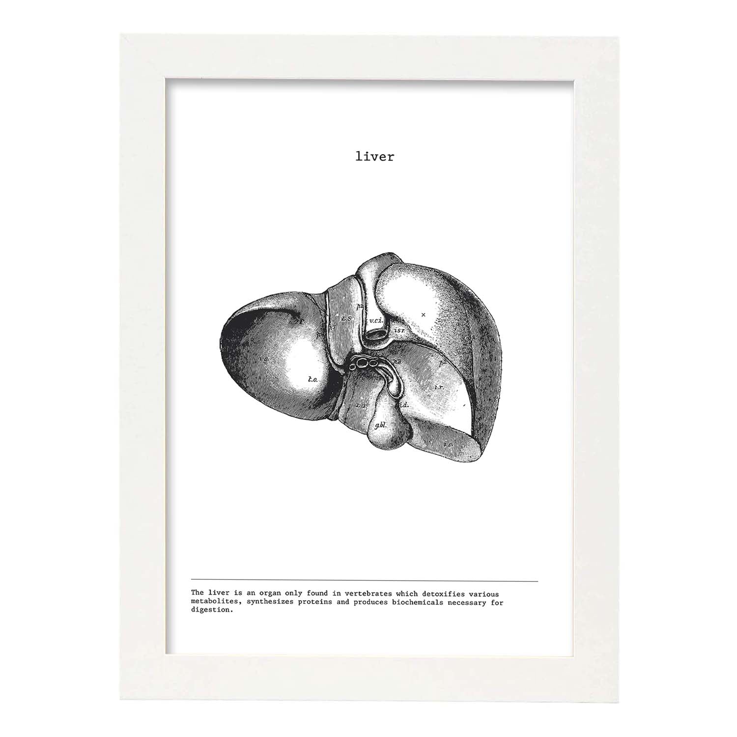 Posters de anatomía en blanco y negro con imágenes del cuerpo humano. Láminas de "Hígado". .-Artwork-Nacnic-A3-Marco Blanco-Nacnic Estudio SL
