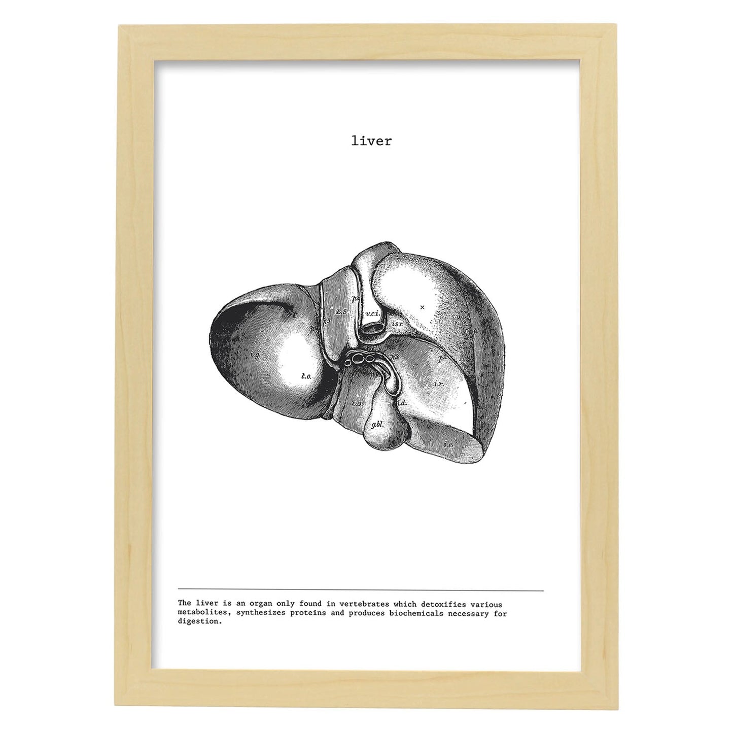 Posters de anatomía en blanco y negro con imágenes del cuerpo humano. Láminas de "Hígado". .-Artwork-Nacnic-A3-Marco Madera clara-Nacnic Estudio SL