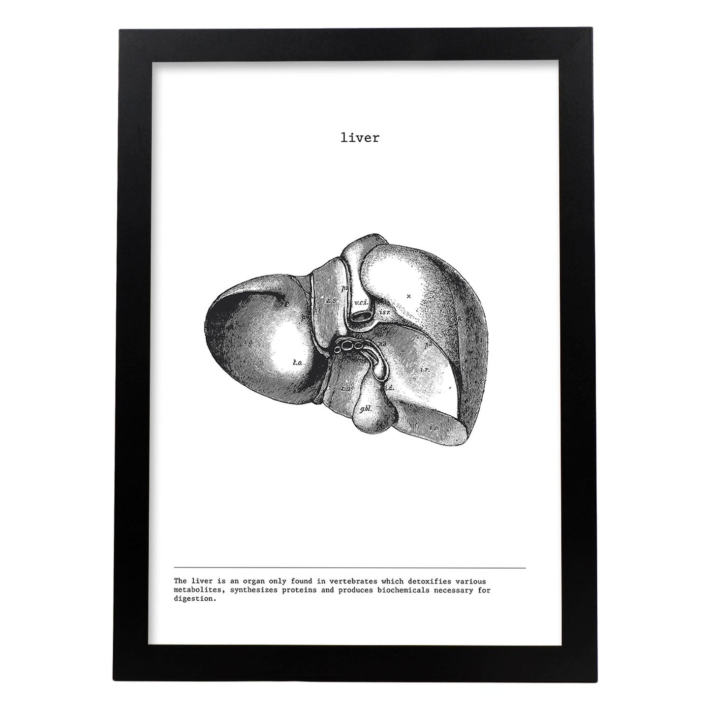 Posters de anatomía en blanco y negro con imágenes del cuerpo humano. Láminas de "Hígado". .-Artwork-Nacnic-A3-Marco Negro-Nacnic Estudio SL