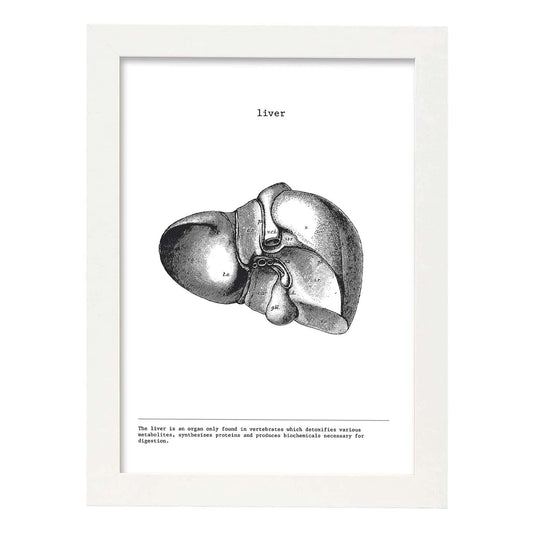 Posters de anatomía en blanco y negro con imágenes del cuerpo humano. Láminas de "Hígado". .-Artwork-Nacnic-A4-Marco Blanco-Nacnic Estudio SL