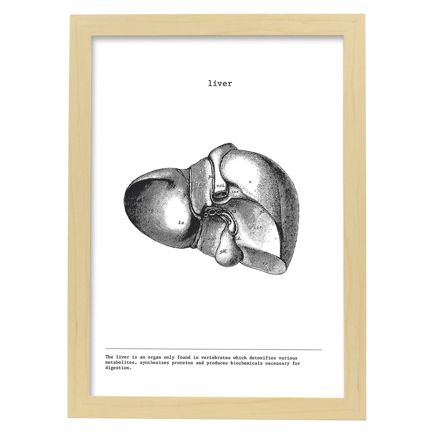 Posters de anatomía en blanco y negro con imágenes del cuerpo humano. Láminas de "Hígado". .-Artwork-Nacnic-A4-Marco Madera clara-Nacnic Estudio SL