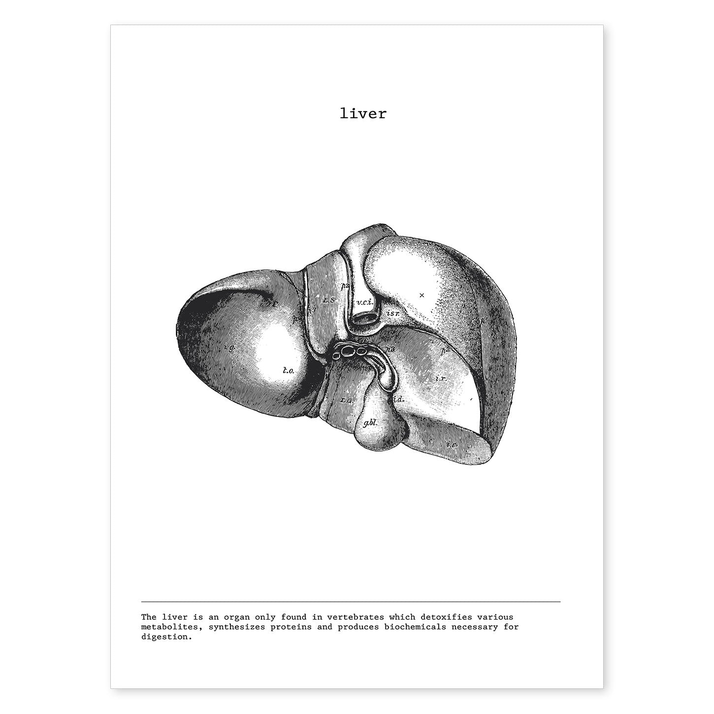 Posters de anatomía en blanco y negro con imágenes del cuerpo humano. Láminas de "Hígado". .-Artwork-Nacnic-A4-Sin marco-Nacnic Estudio SL