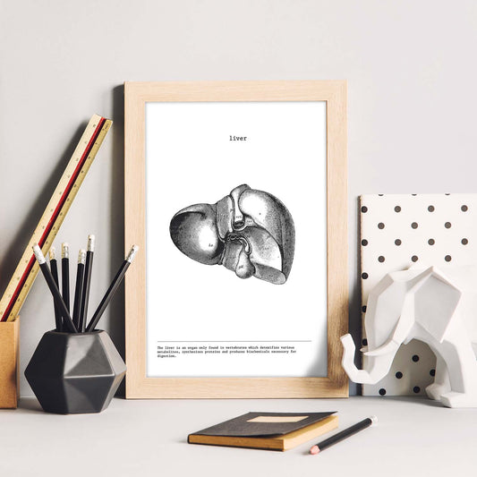 Posters de anatomía en blanco y negro con imágenes del cuerpo humano. Láminas de "Hígado". .-Artwork-Nacnic-Nacnic Estudio SL