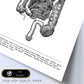 Posters de anatomía en blanco y negro con imágenes del cuerpo humano. Láminas de "Intestinos". .-Artwork-Nacnic-Nacnic Estudio SL