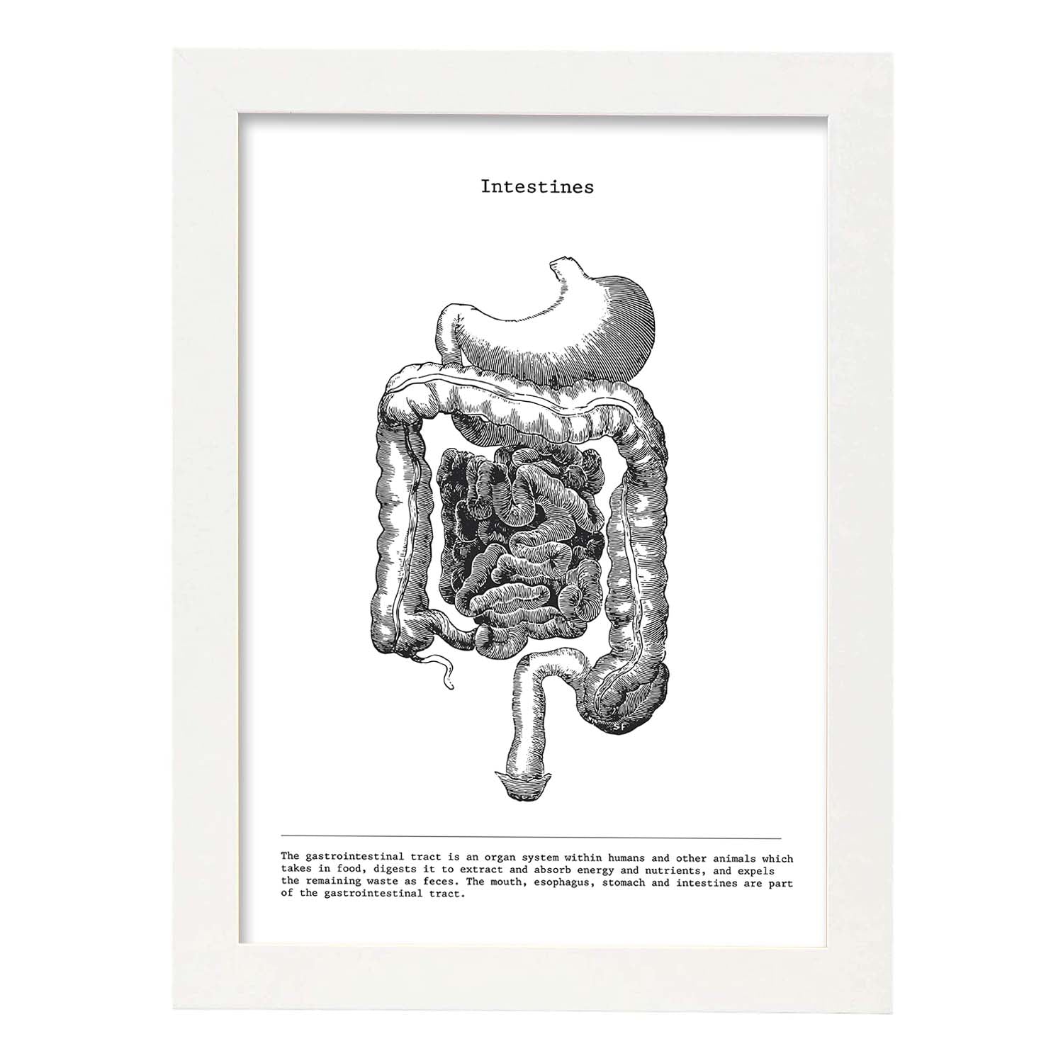 Posters de anatomía en blanco y negro con imágenes del cuerpo humano. Láminas de "Intestinos". .-Artwork-Nacnic-A3-Marco Blanco-Nacnic Estudio SL