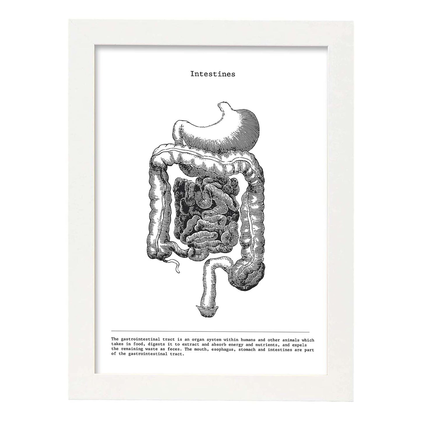 Posters de anatomía en blanco y negro con imágenes del cuerpo humano. Láminas de "Intestinos". .-Artwork-Nacnic-A3-Marco Blanco-Nacnic Estudio SL