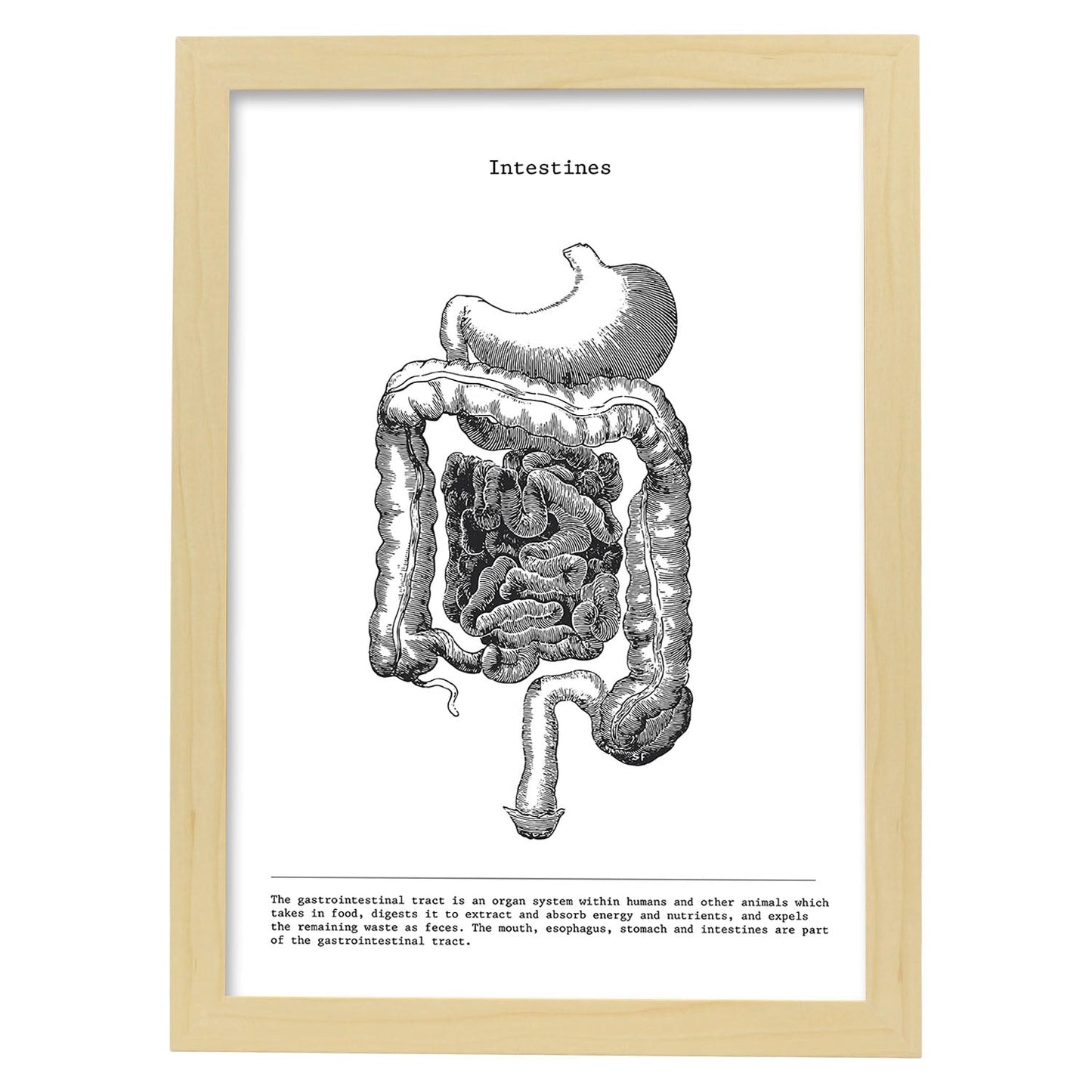 Posters de anatomía en blanco y negro con imágenes del cuerpo humano. Láminas de "Intestinos". .-Artwork-Nacnic-A3-Marco Madera clara-Nacnic Estudio SL