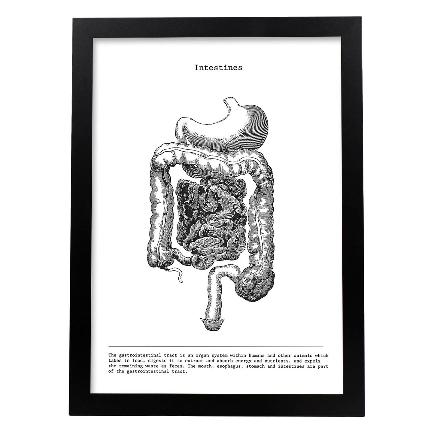Posters de anatomía en blanco y negro con imágenes del cuerpo humano. Láminas de "Intestinos". .-Artwork-Nacnic-A3-Marco Negro-Nacnic Estudio SL