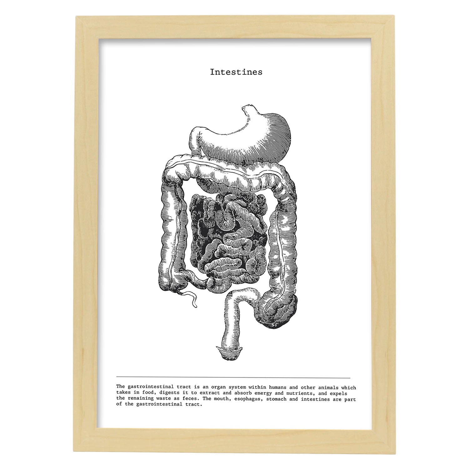 Posters de anatomía en blanco y negro con imágenes del cuerpo humano. Láminas de "Intestinos". .-Artwork-Nacnic-A4-Marco Madera clara-Nacnic Estudio SL