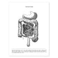 Posters de anatomía en blanco y negro con imágenes del cuerpo humano. Láminas de "Intestinos". .-Artwork-Nacnic-A4-Sin marco-Nacnic Estudio SL