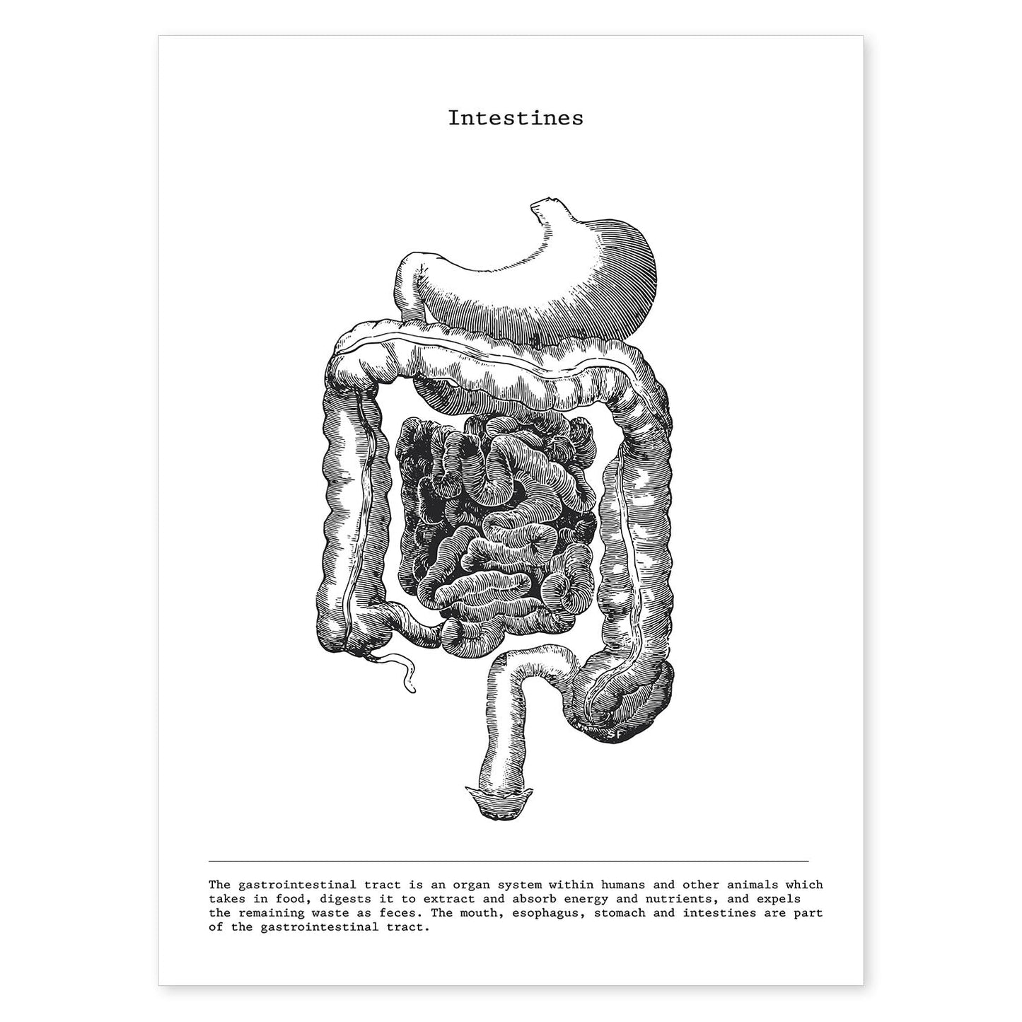 Posters de anatomía en blanco y negro con imágenes del cuerpo humano. Láminas de "Intestinos". .-Artwork-Nacnic-A4-Sin marco-Nacnic Estudio SL