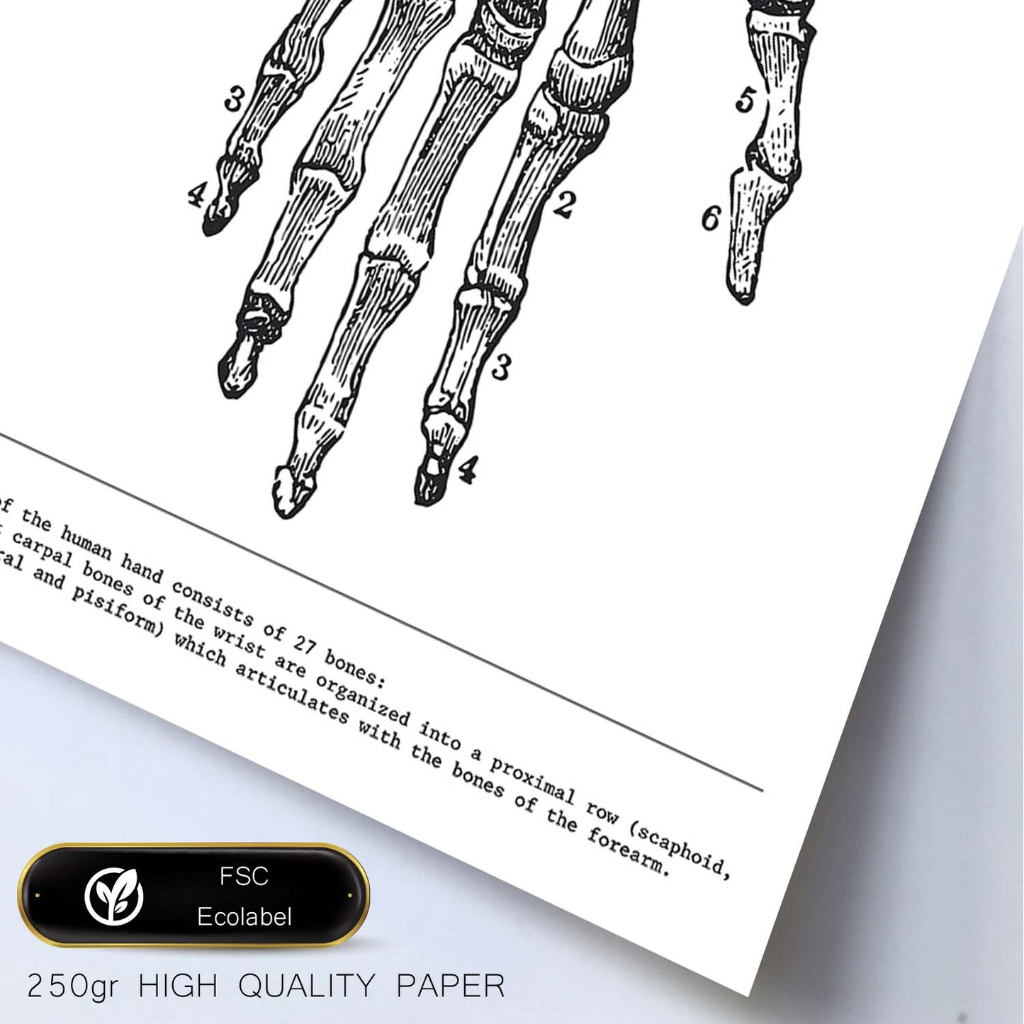 Posters de anatomía en blanco y negro con imágenes del cuerpo humano. Láminas de "Mano". .-Artwork-Nacnic-Nacnic Estudio SL