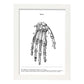 Posters de anatomía en blanco y negro con imágenes del cuerpo humano. Láminas de "Mano". .-Artwork-Nacnic-A3-Marco Blanco-Nacnic Estudio SL