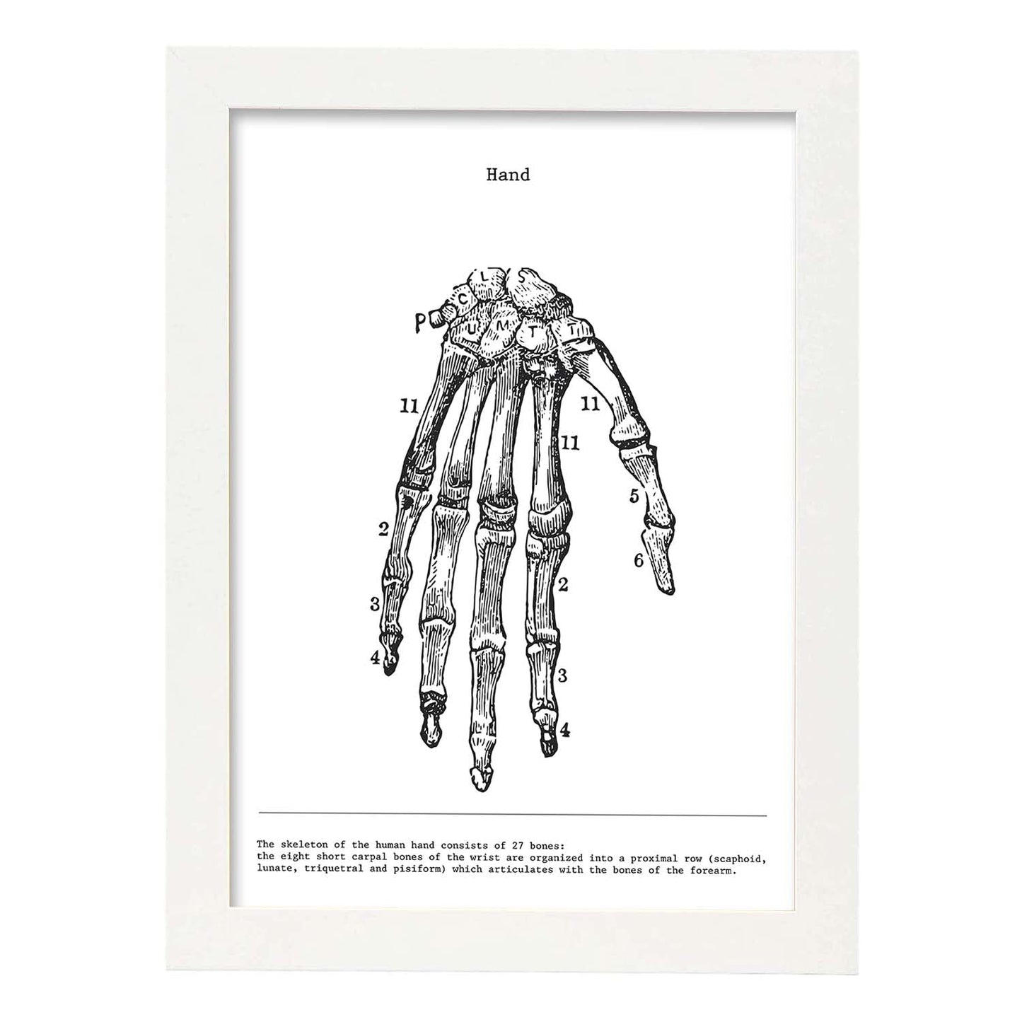 Posters de anatomía en blanco y negro con imágenes del cuerpo humano. Láminas de "Mano". .-Artwork-Nacnic-A3-Marco Blanco-Nacnic Estudio SL