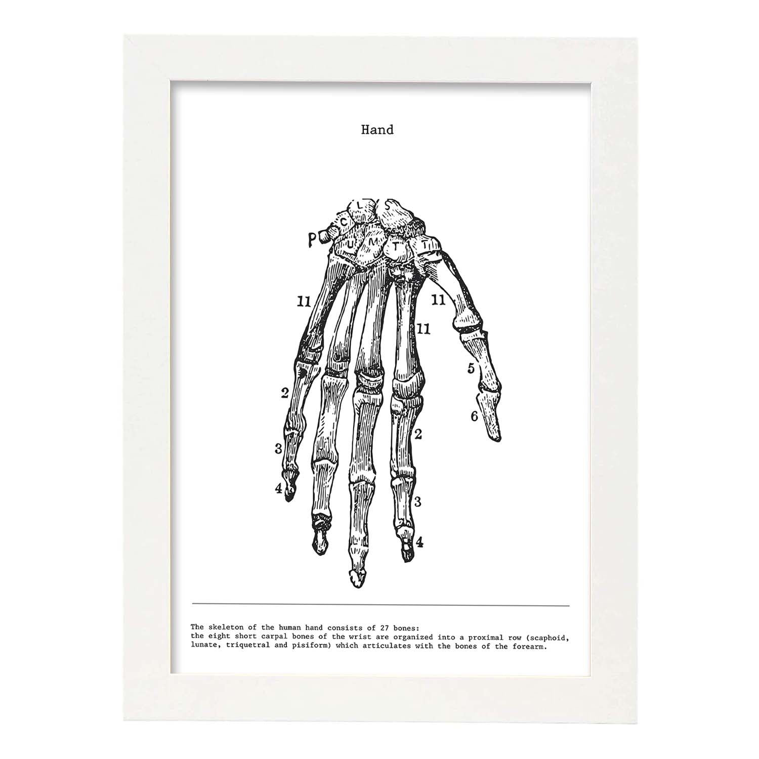 Posters de anatomía en blanco y negro con imágenes del cuerpo humano. Láminas de "Mano". .-Artwork-Nacnic-A3-Marco Blanco-Nacnic Estudio SL