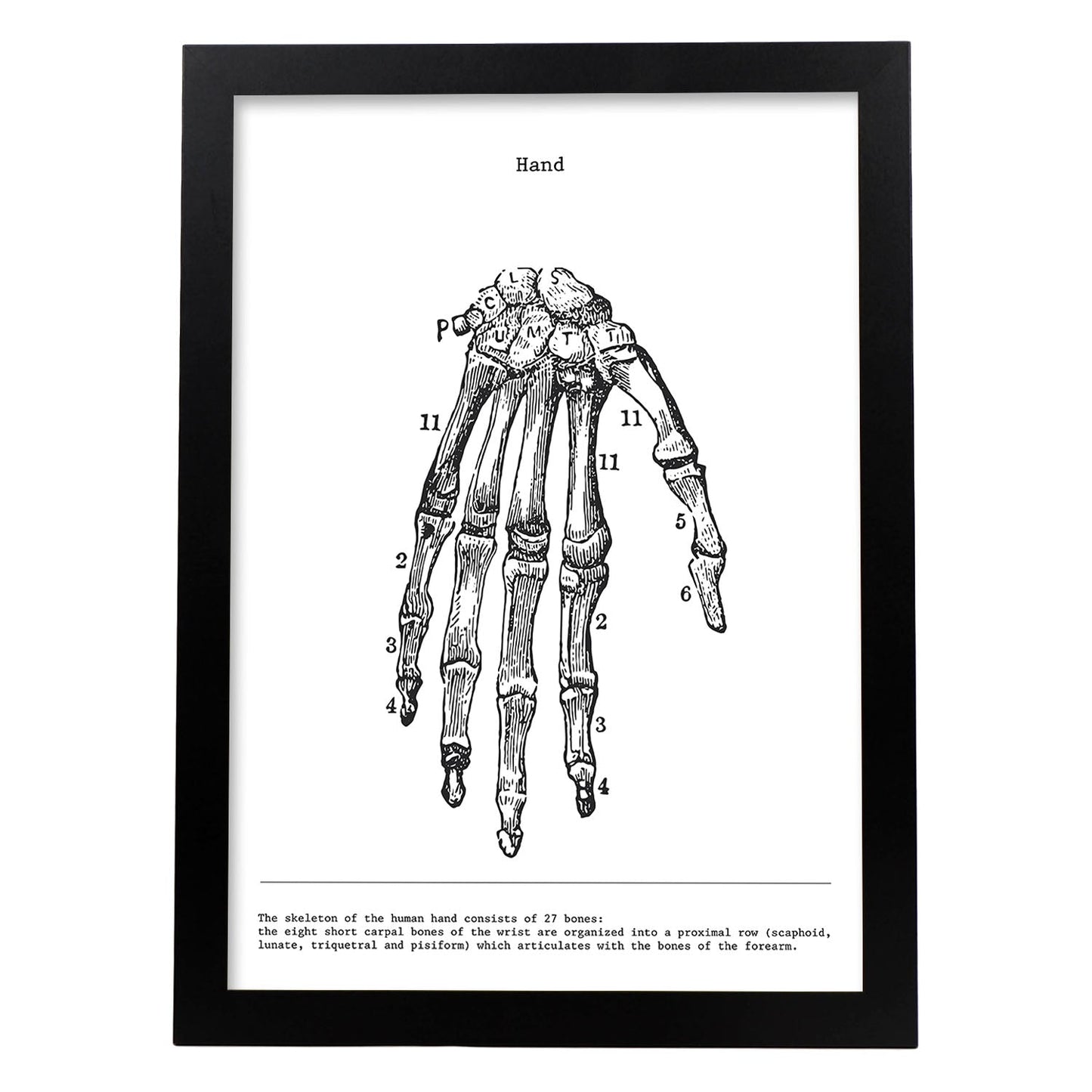 Posters de anatomía en blanco y negro con imágenes del cuerpo humano. Láminas de "Mano". .-Artwork-Nacnic-A3-Marco Negro-Nacnic Estudio SL
