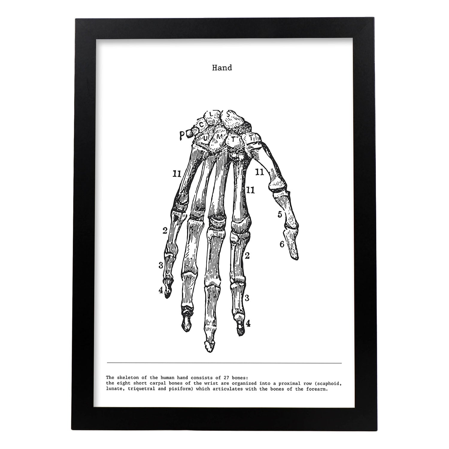 Posters de anatomía en blanco y negro con imágenes del cuerpo humano. Láminas de "Mano". .-Artwork-Nacnic-A4-Marco Negro-Nacnic Estudio SL