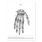 Posters de anatomía en blanco y negro con imágenes del cuerpo humano. Láminas de "Mano". .-Artwork-Nacnic-A4-Sin marco-Nacnic Estudio SL