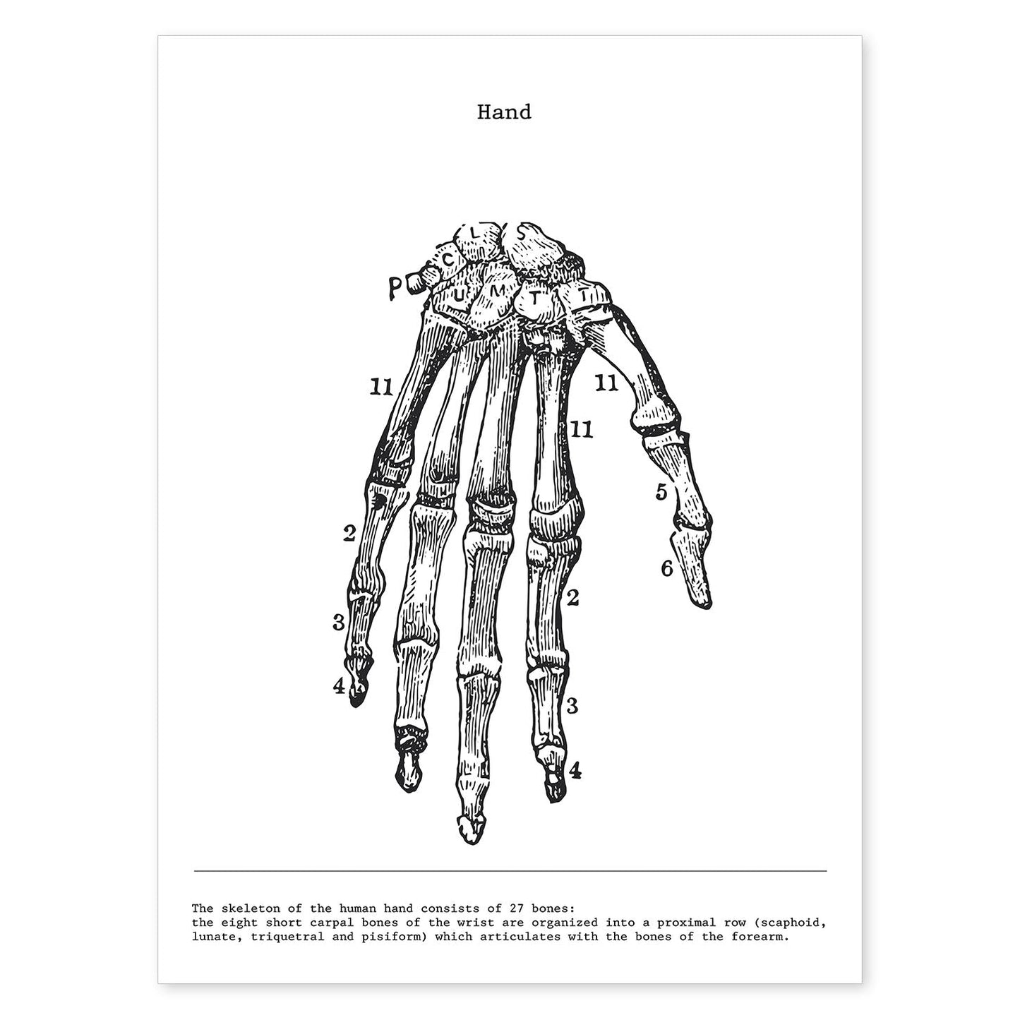 Posters de anatomía en blanco y negro con imágenes del cuerpo humano. Láminas de "Mano". .-Artwork-Nacnic-A4-Sin marco-Nacnic Estudio SL
