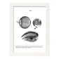 Posters de anatomía en blanco y negro con imágenes del cuerpo humano. Láminas de "Ojos". .-Artwork-Nacnic-A3-Marco Blanco-Nacnic Estudio SL