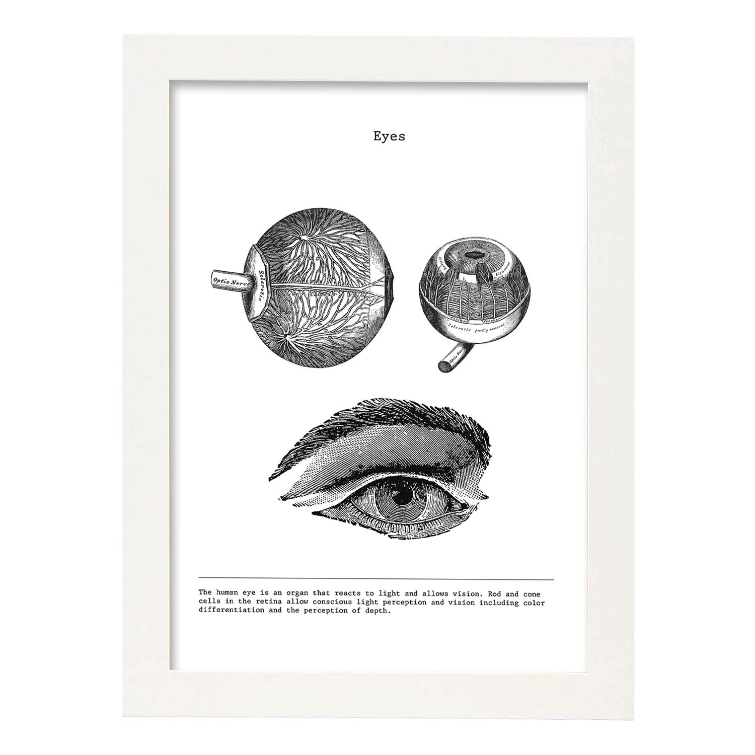 Posters de anatomía en blanco y negro con imágenes del cuerpo humano. Láminas de "Ojos". .-Artwork-Nacnic-A3-Marco Blanco-Nacnic Estudio SL