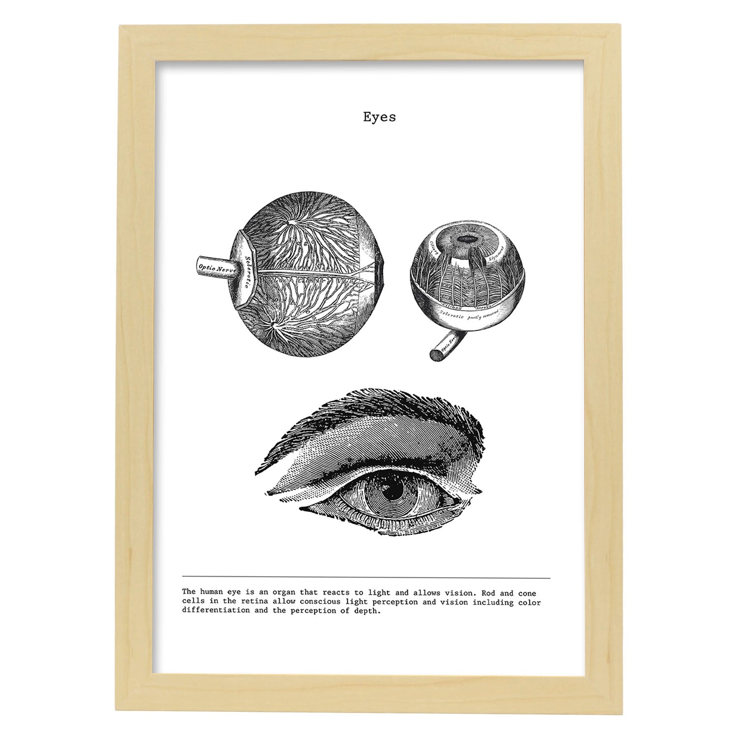Posters de anatomía en blanco y negro con imágenes del cuerpo humano. Láminas de "Ojos". .-Artwork-Nacnic-A3-Marco Madera clara-Nacnic Estudio SL