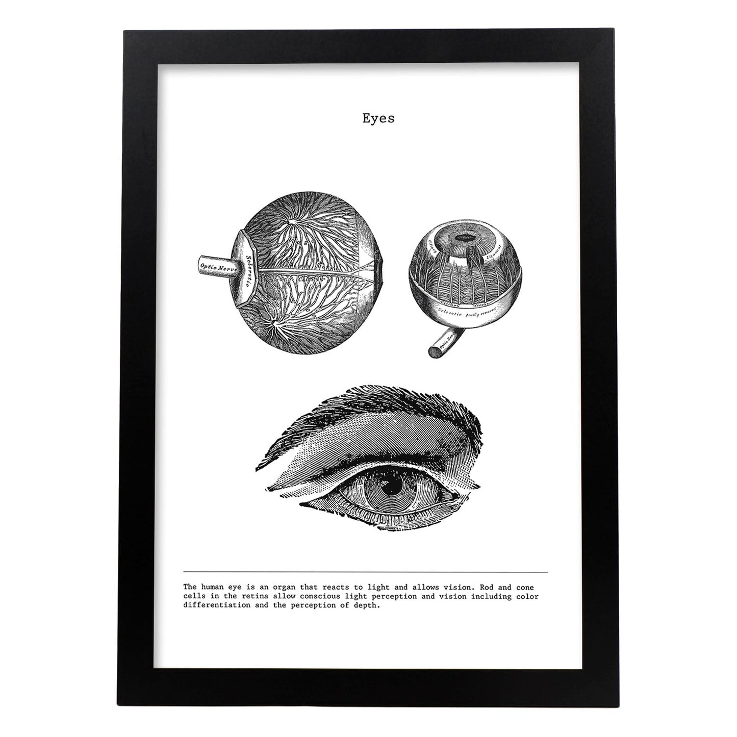 Posters de anatomía en blanco y negro con imágenes del cuerpo humano. Láminas de "Ojos". .-Artwork-Nacnic-A3-Marco Negro-Nacnic Estudio SL