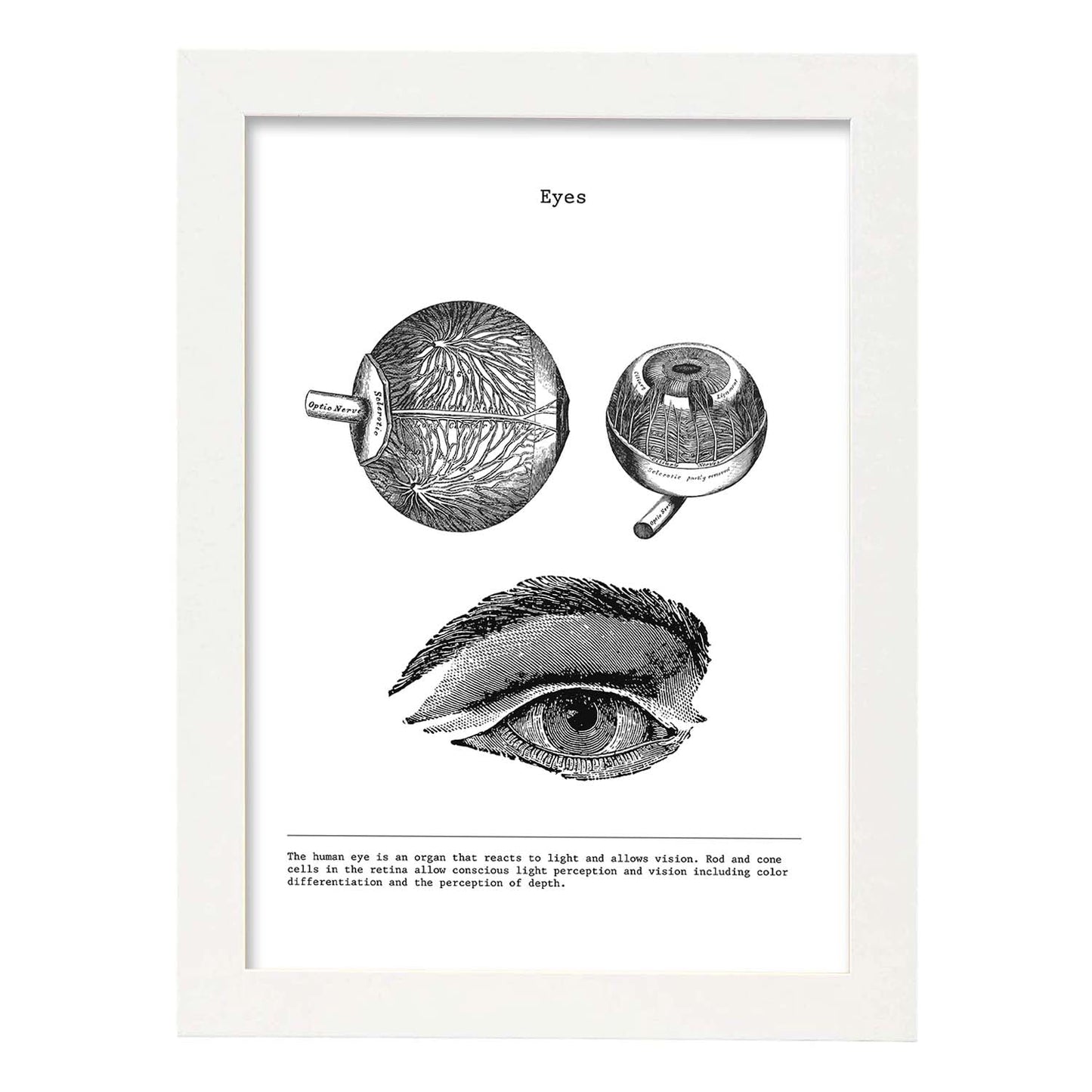 Posters de anatomía en blanco y negro con imágenes del cuerpo humano. Láminas de "Ojos". .-Artwork-Nacnic-A4-Marco Blanco-Nacnic Estudio SL
