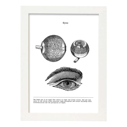 Posters de anatomía en blanco y negro con imágenes del cuerpo humano. Láminas de "Ojos". .-Artwork-Nacnic-A4-Marco Blanco-Nacnic Estudio SL