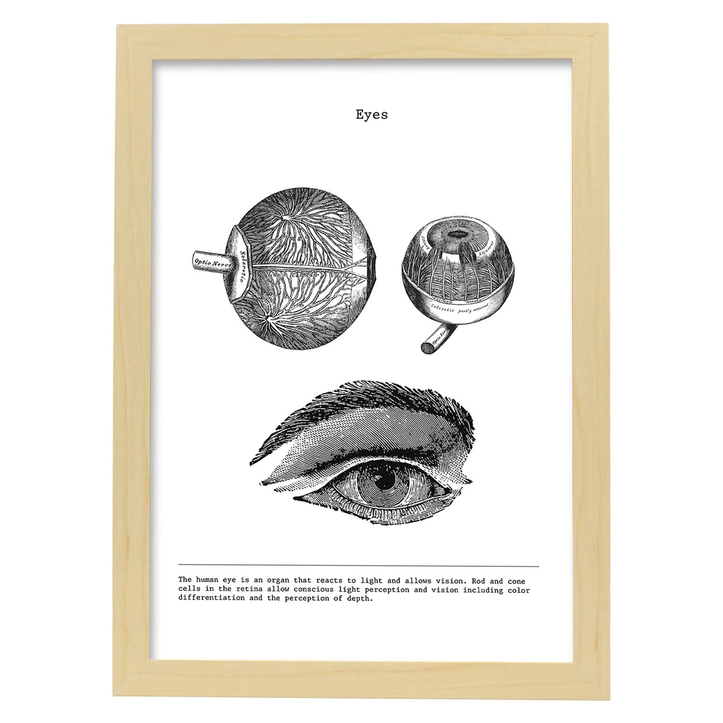 Posters de anatomía en blanco y negro con imágenes del cuerpo humano. Láminas de "Ojos". .-Artwork-Nacnic-A4-Marco Madera clara-Nacnic Estudio SL