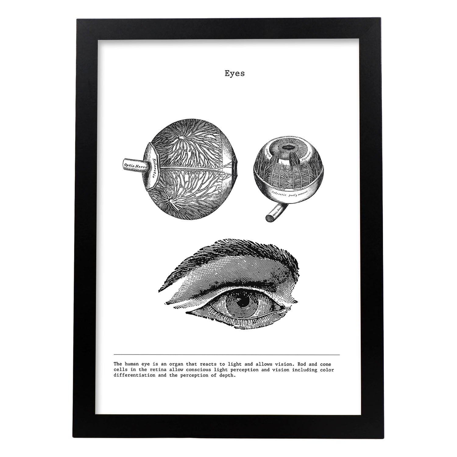 Posters de anatomía en blanco y negro con imágenes del cuerpo humano. Láminas de "Ojos". .-Artwork-Nacnic-A4-Marco Negro-Nacnic Estudio SL