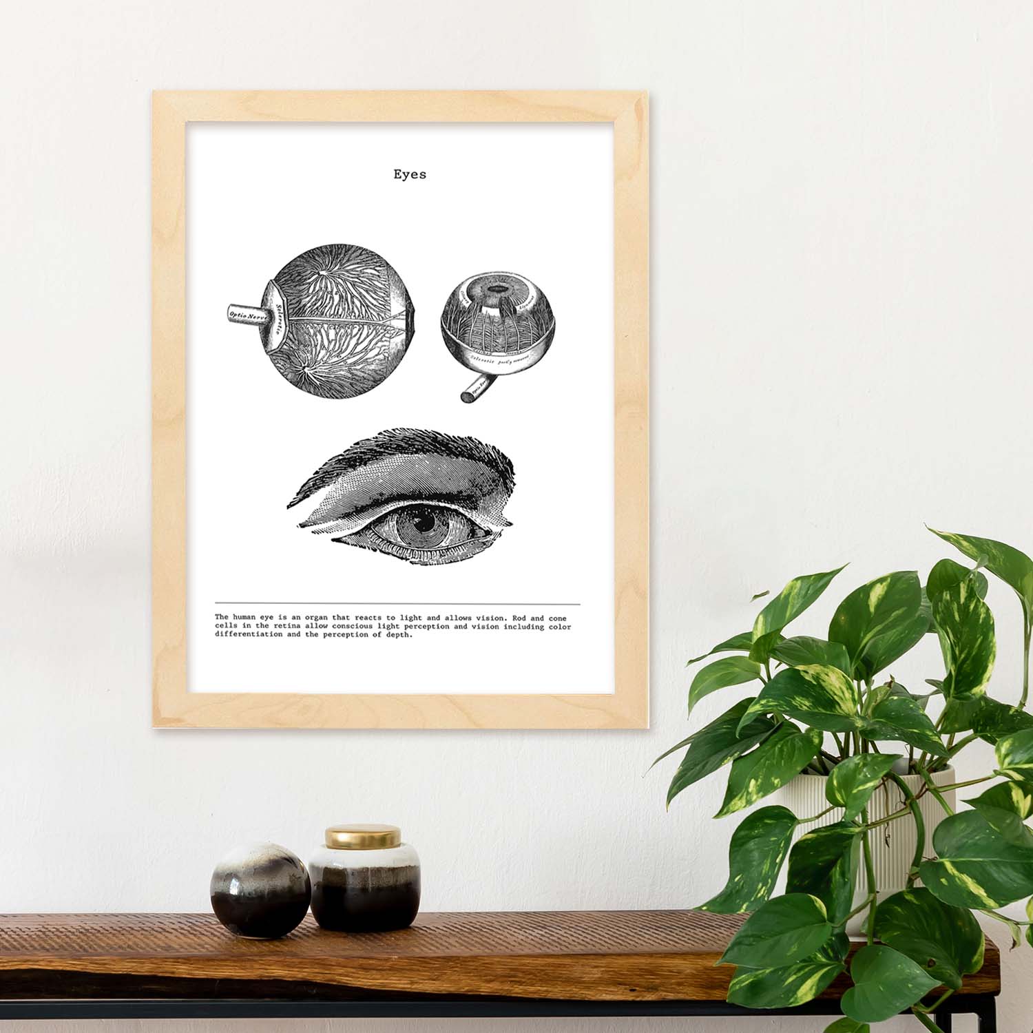 Posters de anatomía en blanco y negro con imágenes del cuerpo humano. Láminas de "Ojos". .-Artwork-Nacnic-Nacnic Estudio SL