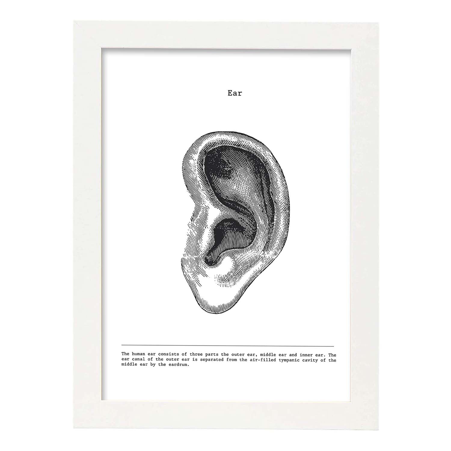 Posters de anatomía en blanco y negro con imágenes del cuerpo humano. Láminas de "Oreja". .-Artwork-Nacnic-A3-Marco Blanco-Nacnic Estudio SL