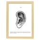 Posters de anatomía en blanco y negro con imágenes del cuerpo humano. Láminas de "Oreja". .-Artwork-Nacnic-A3-Marco Madera clara-Nacnic Estudio SL