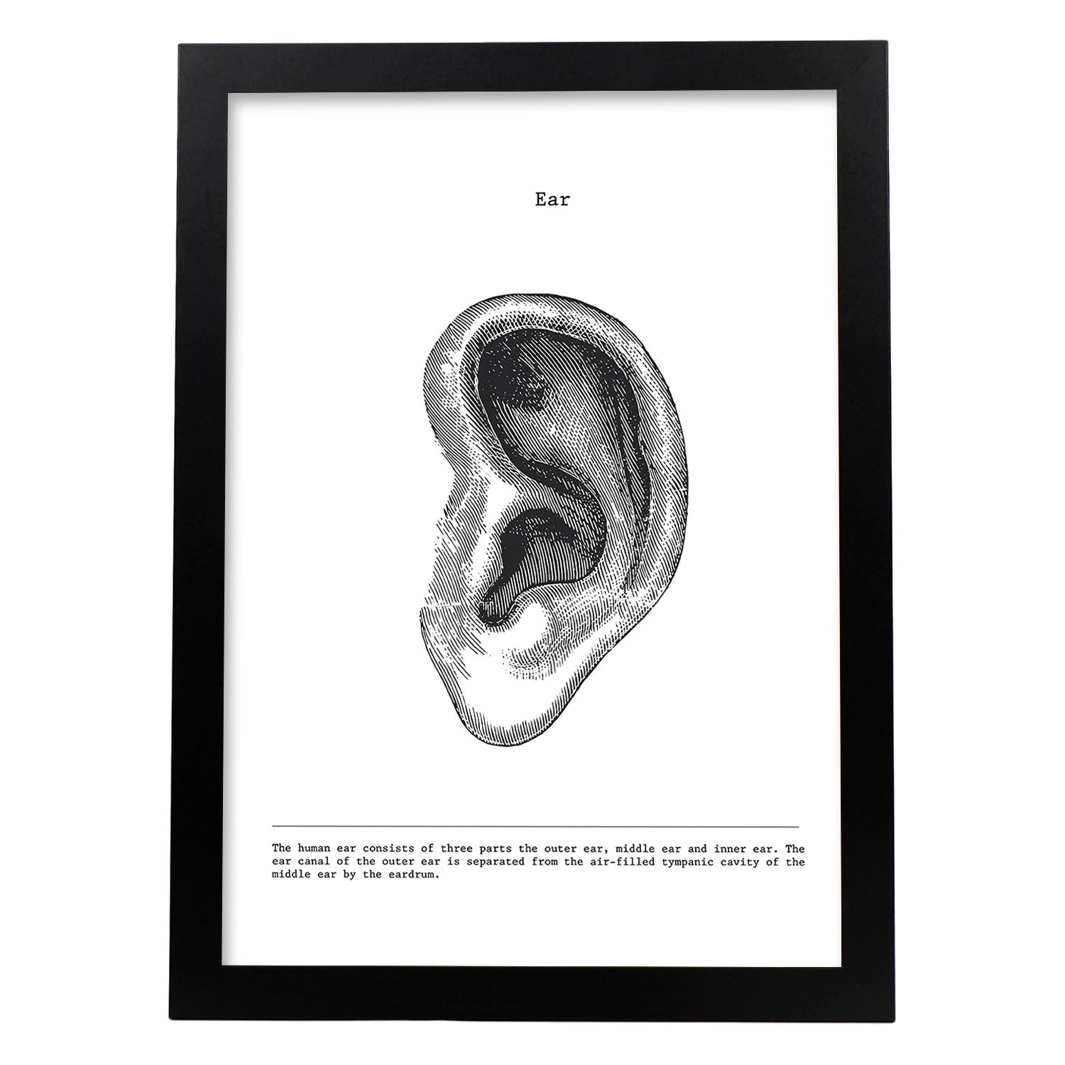 Posters de anatomía en blanco y negro con imágenes del cuerpo humano. Láminas de "Oreja". .-Artwork-Nacnic-A3-Marco Negro-Nacnic Estudio SL